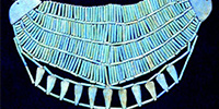 Middle Kingdom period